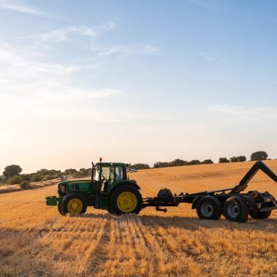 Workers working on crops in a field, harvesting wheat and lavender at sunset